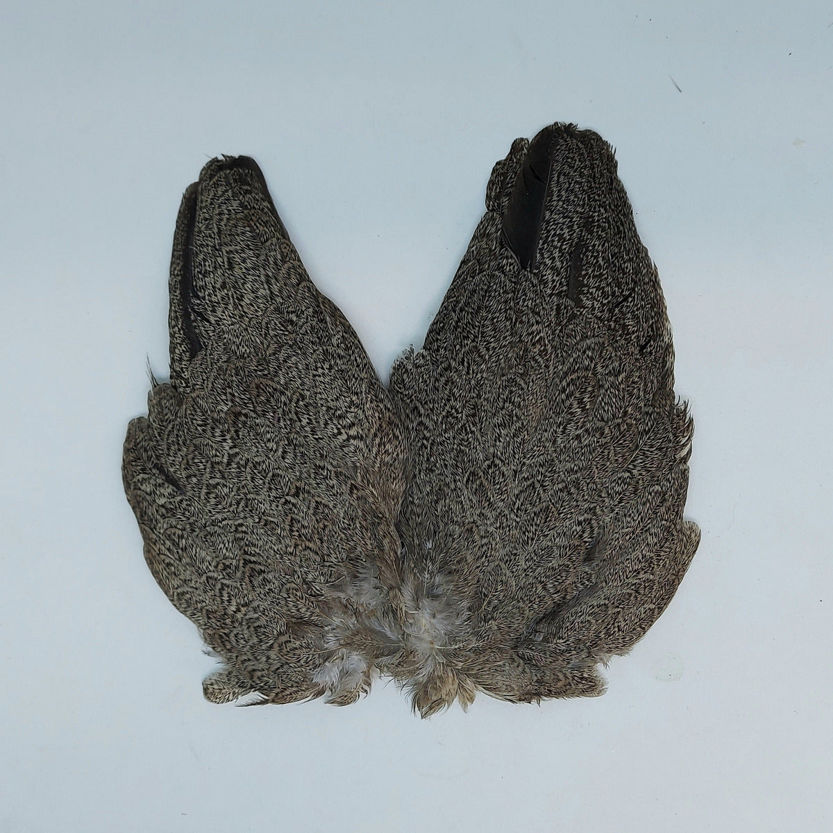 Whiting Farms Brahma Hen Wing Set