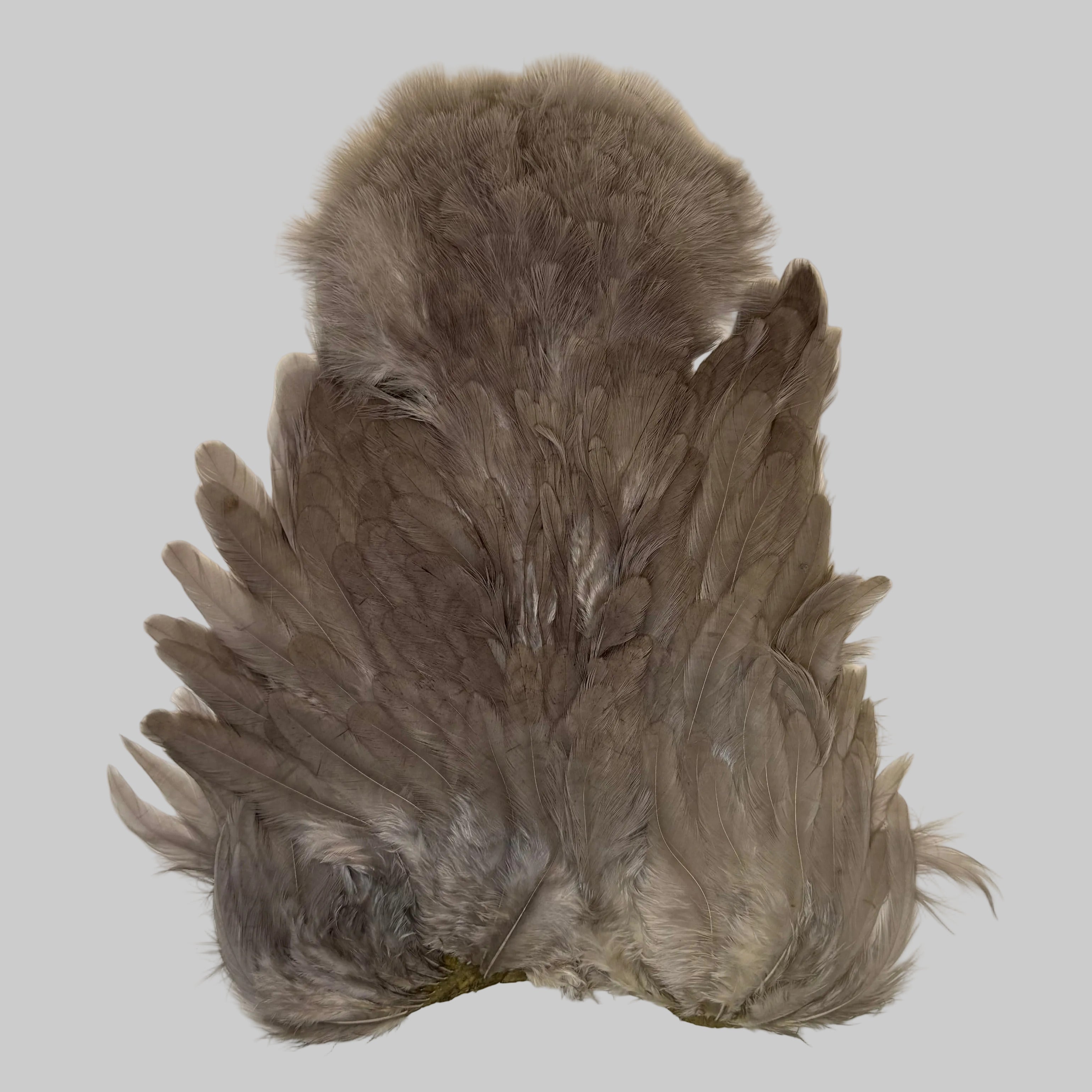 Whiting Soft Hackle mit Chickabou