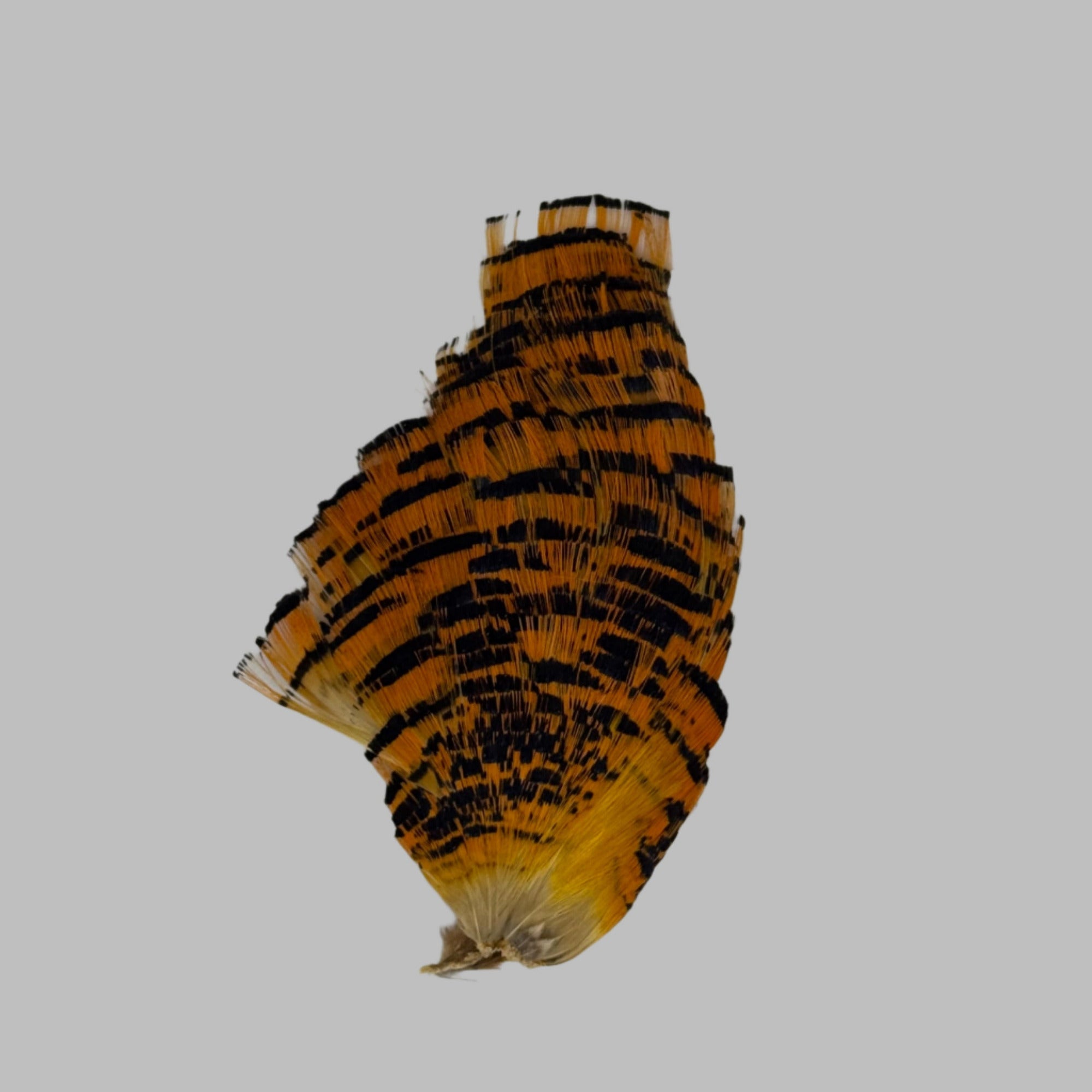 Rumpf Goldener Fasan Tippet Neck