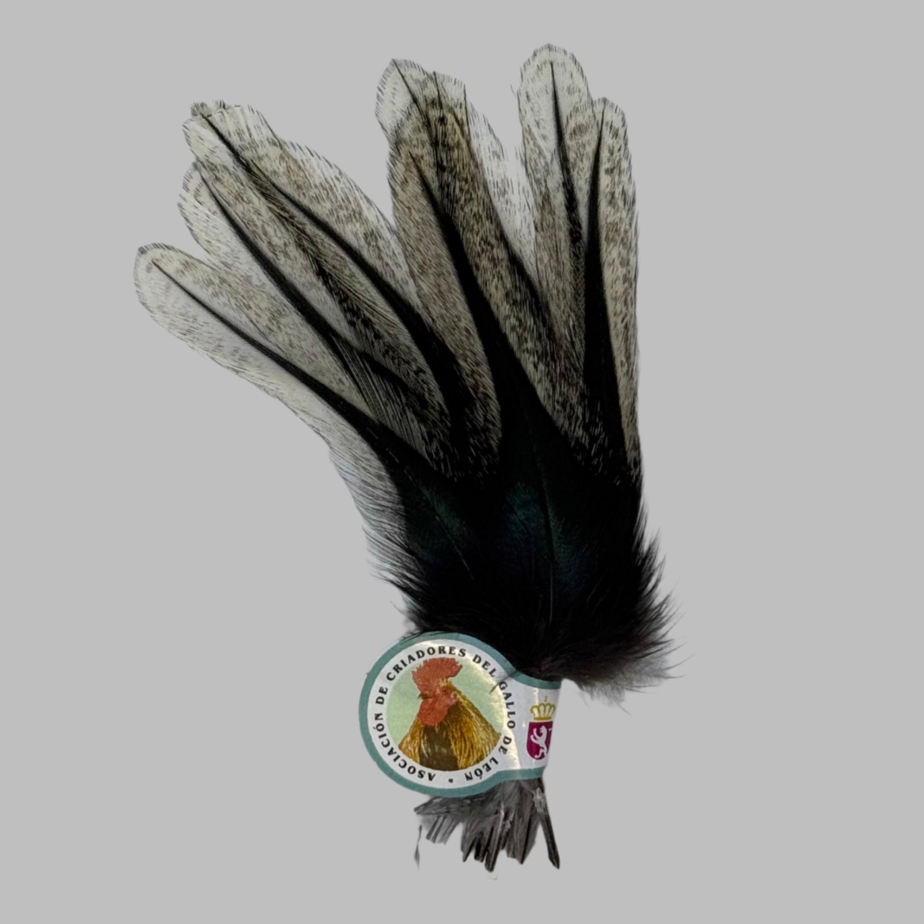 Hareline Coq De Leon