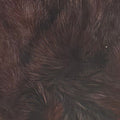 Dyed Hare's Maske