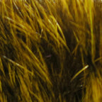 Dyed Hare's Maske
