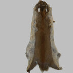 Wapsi Pine Squirrel Skin - Ganz