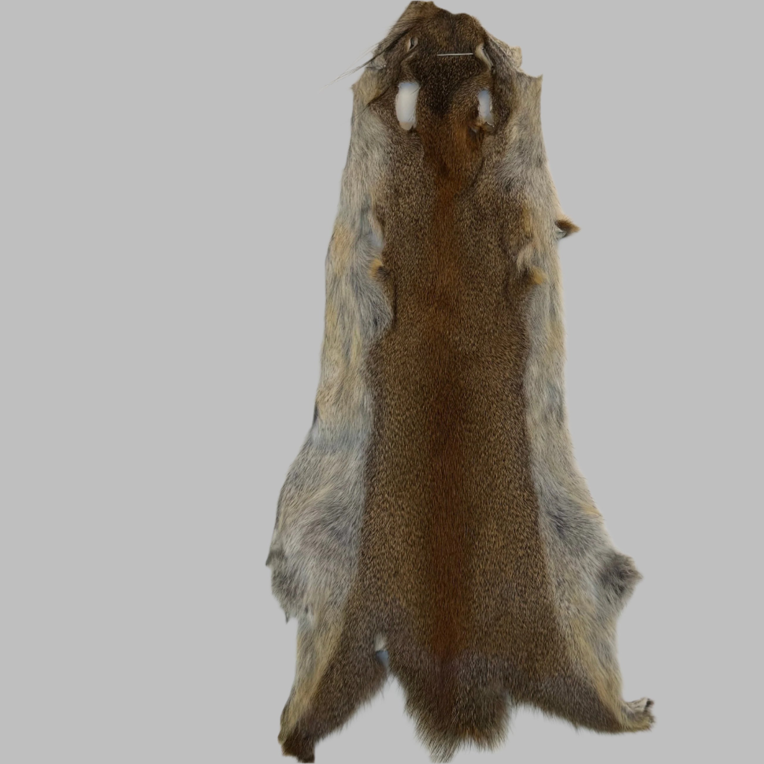 Wapsi Pine Squirrel Skin - Ganz