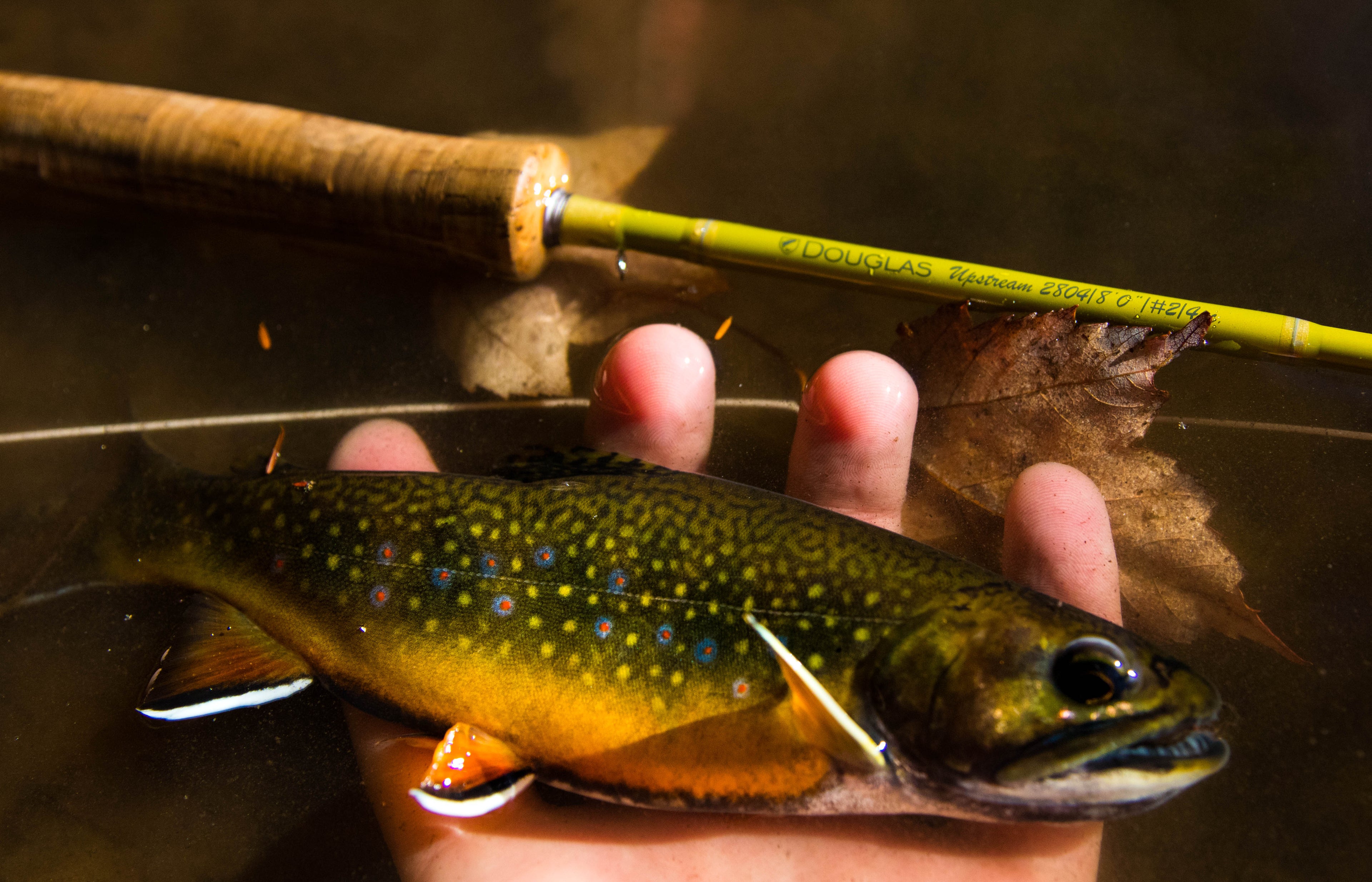 Douglas Upstream Rod Serie