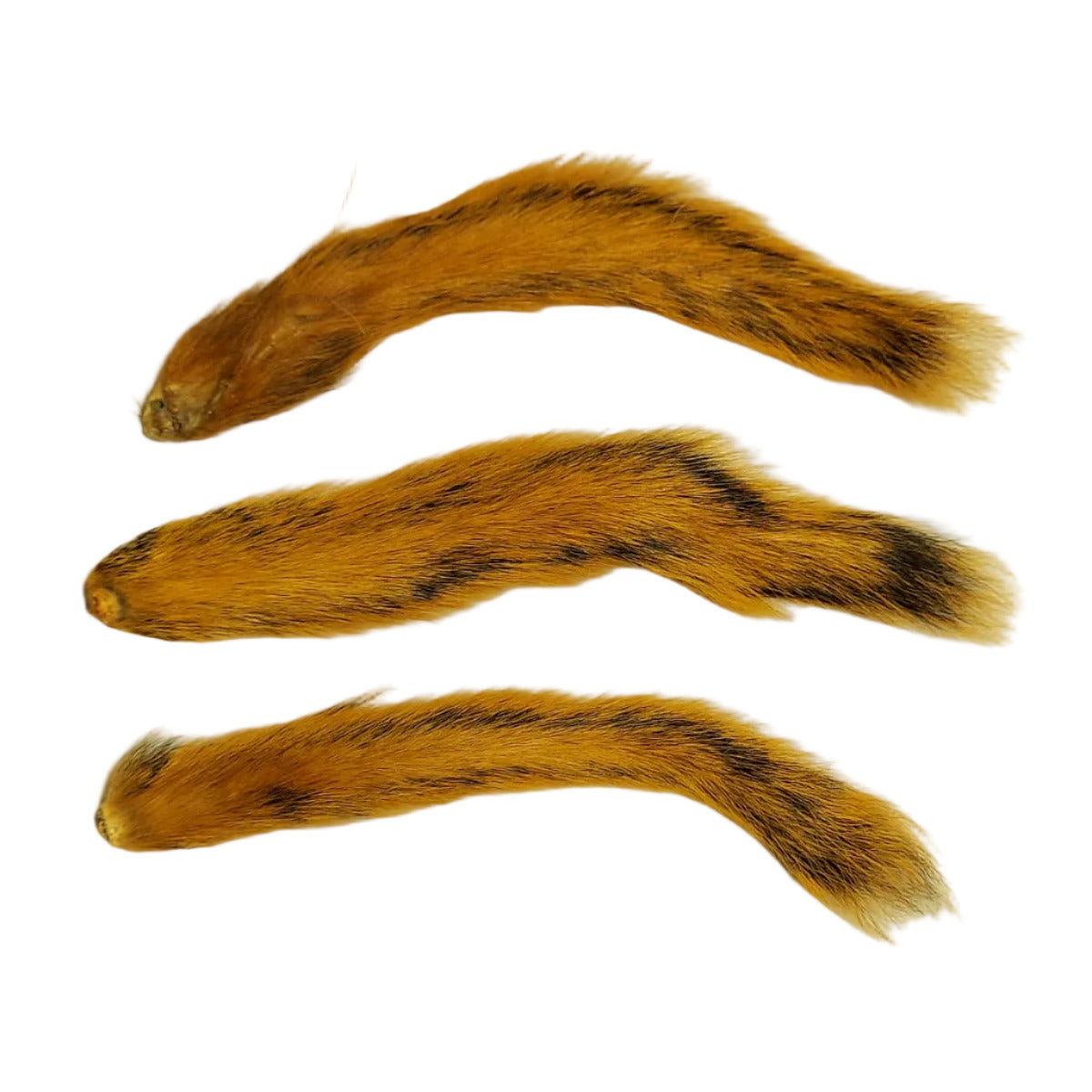 Rot Fox Eichhörnchenschwanz